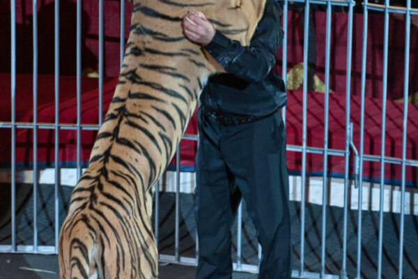 GIORDANO-CAVEAGNA-ITALIA-GRANDI-FELINI-FUORI-CONCORSO-680x1024