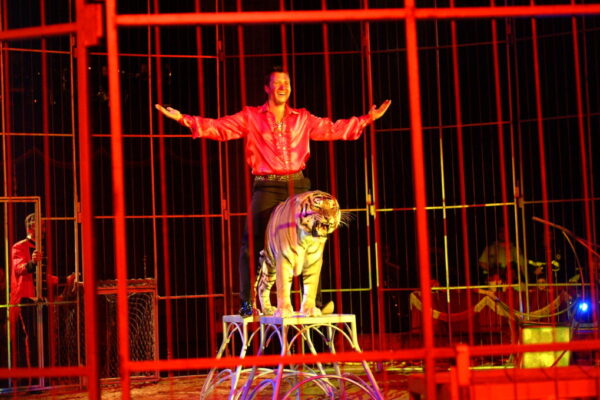 MARCUS-MISCHLER-SWITZERLAND-BIG-CATS-1024x679