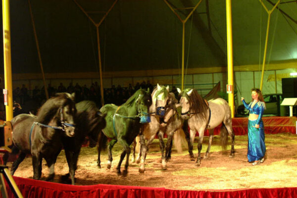 MISS-BEATRICE-GERMANY-HORSES-1024x683