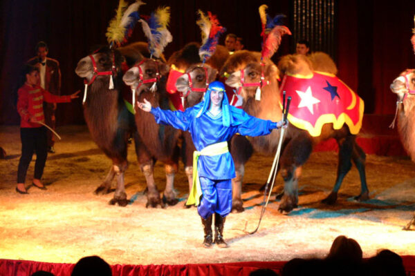 MISTER-RONALD-SWITZERLAND-CAMELS-1024x683