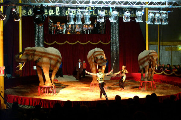 SPLINDER-FAMILY-GERMANY-ELEPHANTS-1024x683